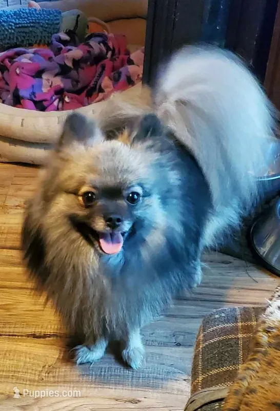 Indigo – Pomeranian puppy for sale in Carrollton, GA