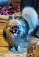 Indigo, a female Pomeranian for sale in Carrollton, GA – 1 of 2