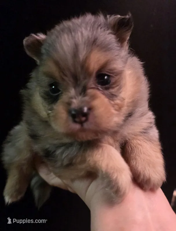 Smokett Sanoia pup 3 – Pomeranian puppy for sale in Carrollton, GA