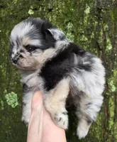 Indigo pup 1, a female Pomeranian for sale in Carrollton, GA – 3 of 6