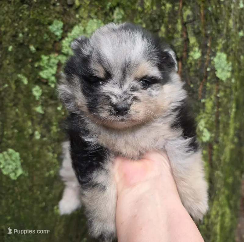 Indigo pup 1 – Pomeranian puppy for sale in Carrollton, GA
