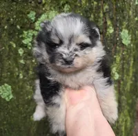 Indigo pup 1, a female Pomeranian for sale in Carrollton, GA – 1 of 6