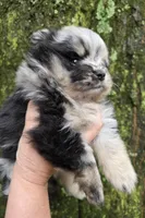 Indigo pup 1, a female Pomeranian for sale in Carrollton, GA – 5 of 6