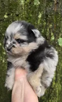 Indigo pup 1, a female Pomeranian for sale in Carrollton, GA – 2 of 6