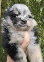 Indigo pup 1, a female Pomeranian for sale in Carrollton, GA – 4 of 6