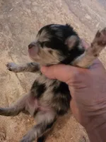Jasper Sanoia pup 1, a male Pomeranian for sale in Carrollton, GA – 4 of 4