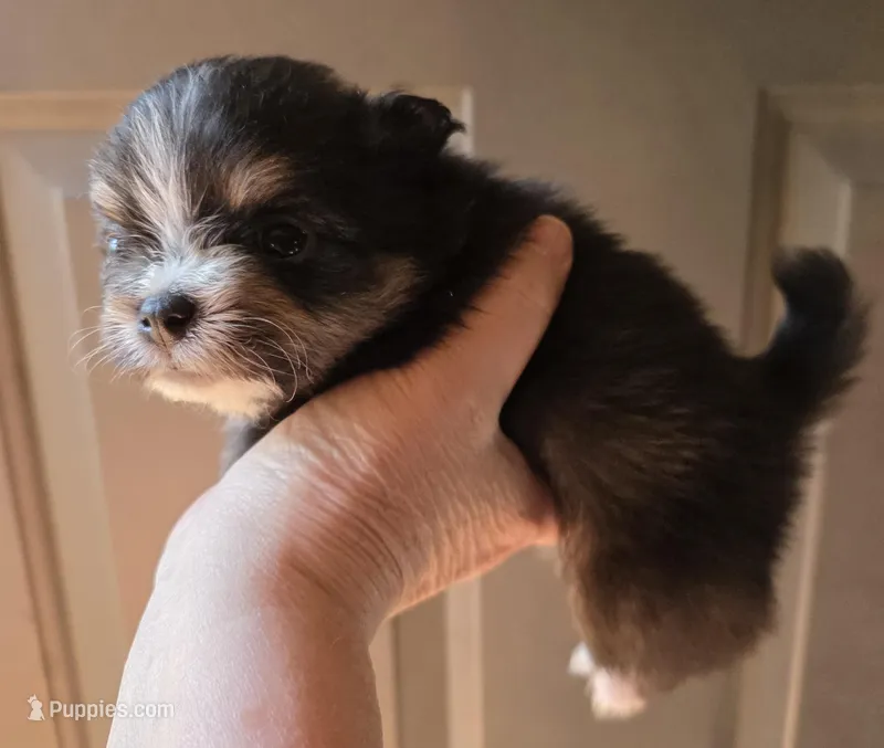 Riviera pup 4 – Pomeranian puppy for sale in Carrollton, GA
