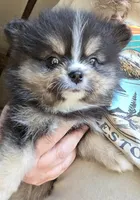 Riviera pup 4, a female Pomeranian for sale in Carrollton, GA – Photo 3 of 10