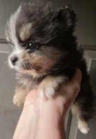 Riviera pup 4, a female Pomeranian for sale in Carrollton, GA – Photo 9 of 10