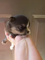 Riviera pup 4, a female Pomeranian for sale in Carrollton, GA – Photo 2 of 3