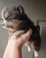 Riviera pup 4, a female Pomeranian for sale in Carrollton, GA – Photo 7 of 10