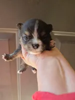 Riviera pup 4, a female Pomeranian for sale in Carrollton, GA – Photo 1 of 3