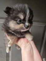 Riviera pup 4, a female Pomeranian for sale in Carrollton, GA – Photo 8 of 10