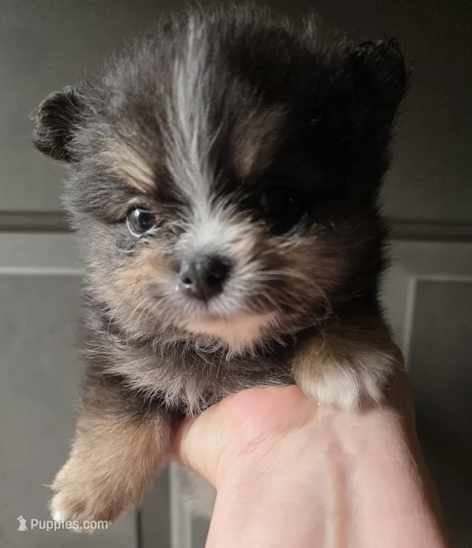 Riviera pup 4 – Pomeranian puppy for sale in Carrollton, GA