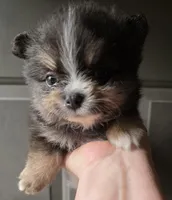 Riviera pup 4, a female Pomeranian for sale in Carrollton, GA – Photo 5 of 10