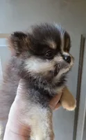 Riviera pup 4, a female Pomeranian for sale in Carrollton, GA – Photo 4 of 10