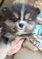 Riviera pup 4, a female Pomeranian for sale in Carrollton, GA – Photo 2 of 10