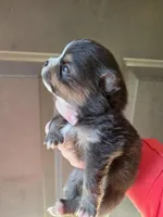 Riviera pup 4, a female Pomeranian for sale in Carrollton, GA – Photo 3 of 3