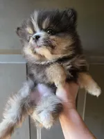 Riviera pup 4, a female Pomeranian for sale in Carrollton, GA – Photo 10 of 10