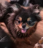 Rainy , a female Pomeranian for sale in Carrollton, GA – 2 of 9