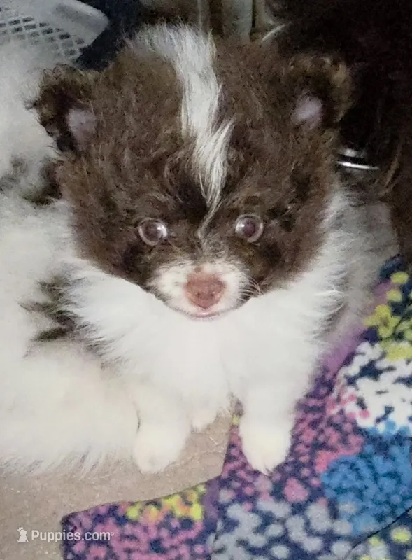 Pixie pup 1 – Pomeranian puppy for sale in Carrollton, GA