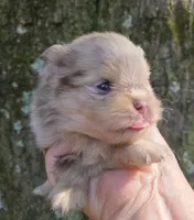 Mieka Sanoia pup 2, a female Pomeranian for sale in Carrollton, GA – 3 of 4