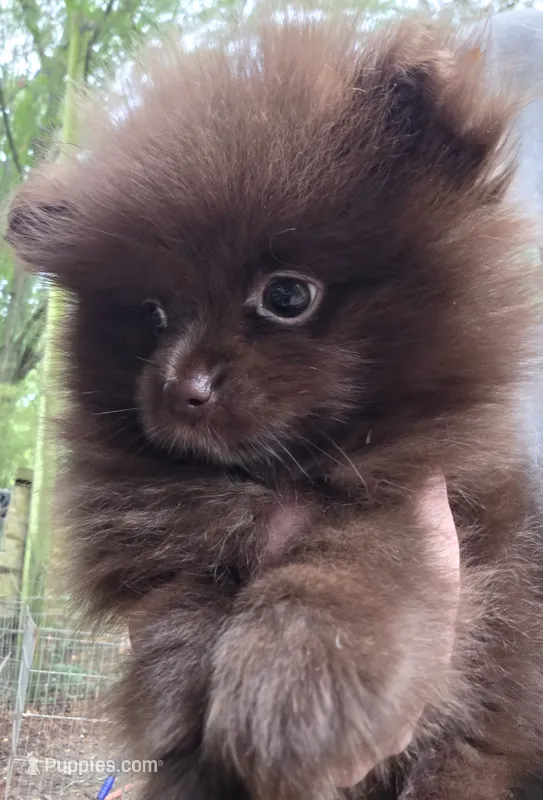 Bear Paws – Pomeranian puppy for sale in Carrollton, GA