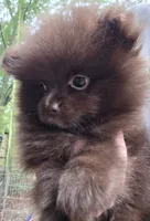 Bear Paws, a female Pomeranian for sale in Carrollton, GA – 2 of 7