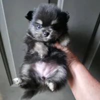 Riviera pup 6, a female Pomeranian for sale in Carrollton, GA – 3 of 3