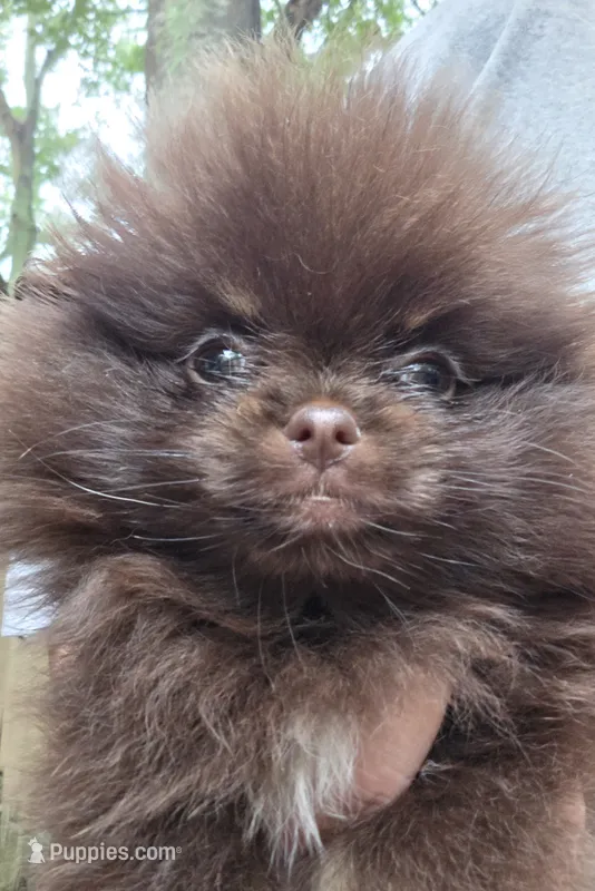 Paint – Pomeranian puppy for sale in Carrollton, GA