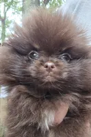 Paint, a female Pomeranian for sale in Carrollton, GA – 2 of 10