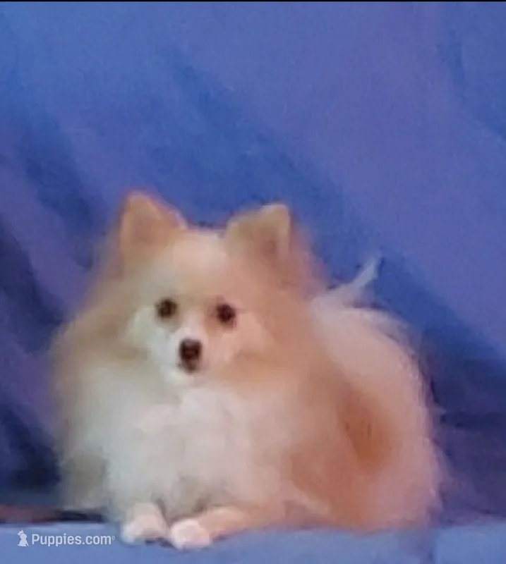 Sandy – Pomeranian puppy for sale in Carrollton, GA