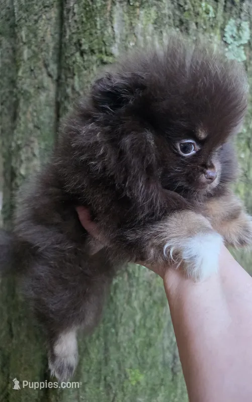 Paint – Pomeranian puppy for sale in Carrollton, GA