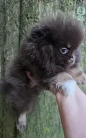 Paint, a female Pomeranian for sale in Carrollton, GA – 3 of 10