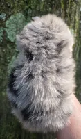 Smokett Sanoia pup 3, a female Pomeranian for sale in Carrollton, GA – 6 of 7