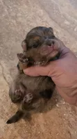 Smokett Sanoia pup 3, a female Pomeranian for sale in Carrollton, GA – 2 of 3