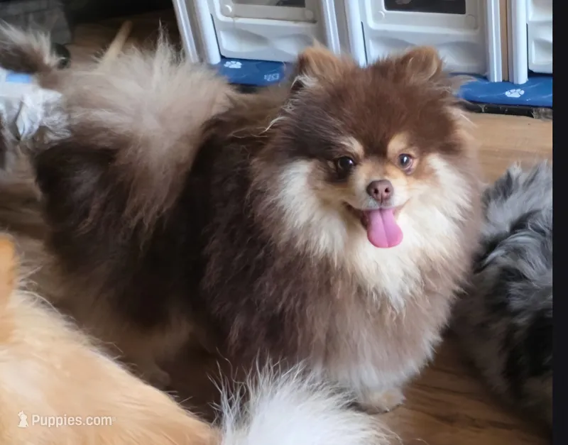 Reese – Pomeranian puppy for sale in Carrollton, GA