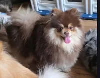 Reese, a male Pomeranian for sale in Carrollton, GA – 1 of 4