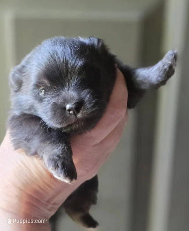 Indigo pup 2 – Pomeranian puppy for sale in Carrollton, GA