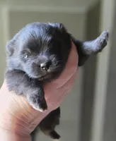 Indigo pup 2, a female Pomeranian for sale in Carrollton, GA – Photo 1 of 3