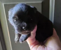 Indigo pup 2, a female Pomeranian for sale in Carrollton, GA – Photo 2 of 3