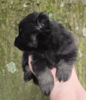 Indigo pup 2, a female Pomeranian for sale in Carrollton, GA – 2 of 6