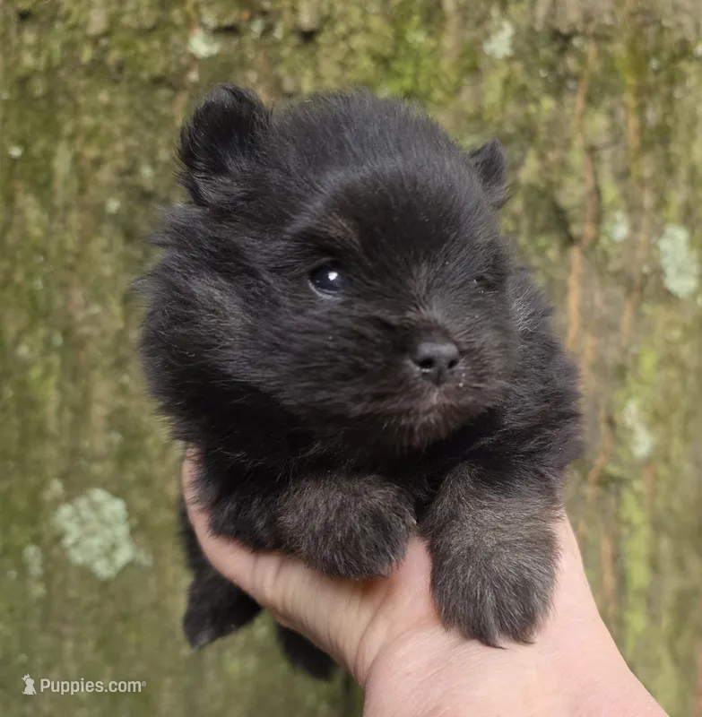Indigo pup 2 – Pomeranian puppy for sale in Carrollton, GA