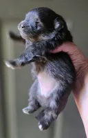 Indigo pup 2, a female Pomeranian for sale in Carrollton, GA – Photo 3 of 3