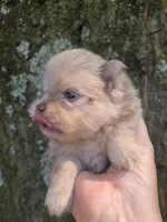 Mieka Sanoia pup 2, a female Pomeranian for sale in Carrollton, GA – 4 of 4