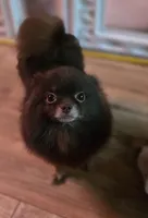 Tiny Princess Zamora pup , a female Pomeranian for sale in Carrollton, GA – 7 of 9