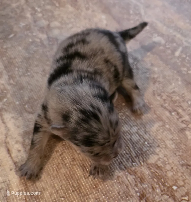 Freckles Sanoia pup 4 – Pomeranian puppy for sale in Carrollton, GA