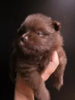 Bear Paws, a female Pomeranian for sale in Carrollton, GA – 5 of 5