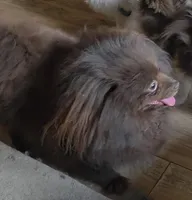 Shakira , a female Pomeranian for sale in Carrollton, GA – Photo 3 of 3