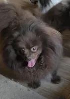 Shakira , a female Pomeranian for sale in Carrollton, GA – Photo 2 of 3